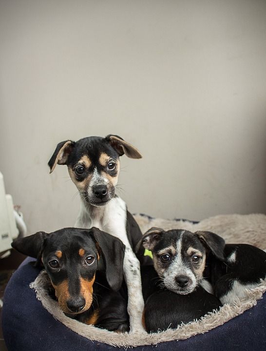 小狗 年轻 床 三重奏 动物 可爱的 宠物 犬类 睡觉