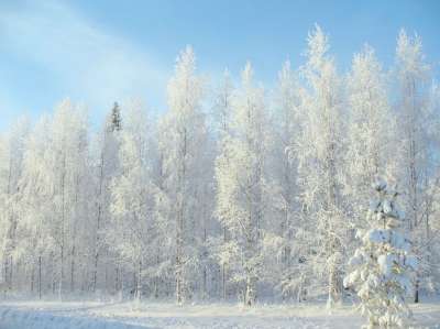 冬季 冬天 森林 雪 冬天路 松 树木 自然 景观 弗罗斯特