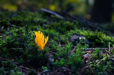 蘑菇 粘角 落下 湿的 森林 关闭 森林蘑菇 自然 苔藓 绿色