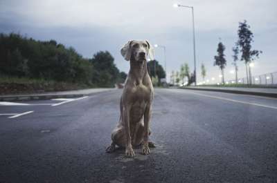 品种 狗 动物 云 天空 街道 路 树木 蓝道 蓝色的街道