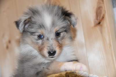 狗 小狗 设得兰的牧羊人 女性 婊子Puma 蓝色的梅尔 犬类