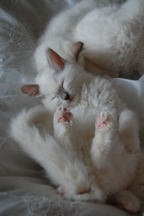 猫 小猫 布娃娃 睡觉 需要