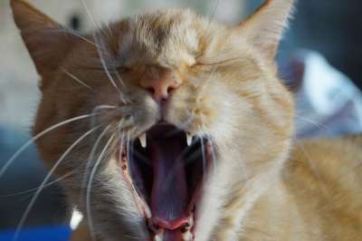 猫 牙齿 宠物 家猫 一只老虎 目瞪口呆 疲劳 怒吼 犬齿 语
