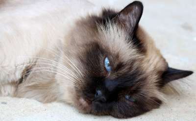 那只猫 缅甸语 猫似的 疲劳的 懒惰的