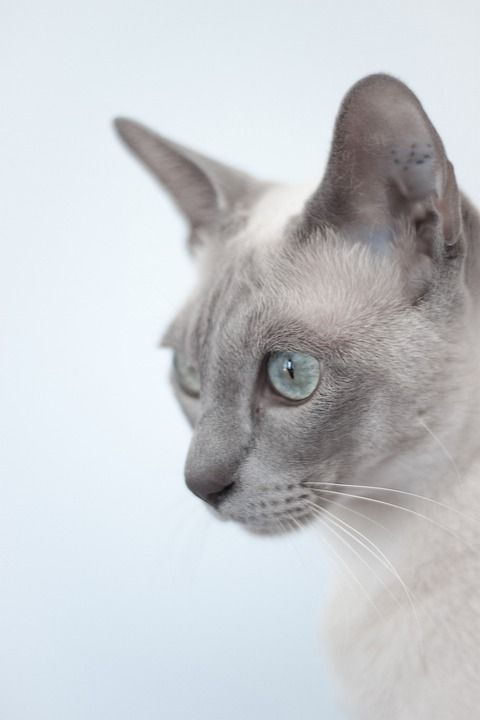 猫 异国情调 动物 暹罗 纯种 品种 观看 毛皮 美丽的 宠物