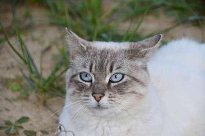 猫 动物 猫科动物 胡同猫 欧洲猫 猫Nala 可爱的 女性
