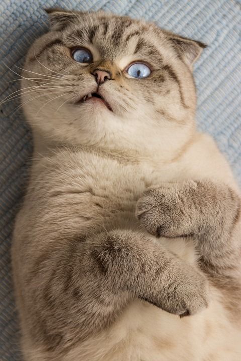 猫 Britsch短发 眼睛 蓝色的 品种猫 看法 肖像 脸