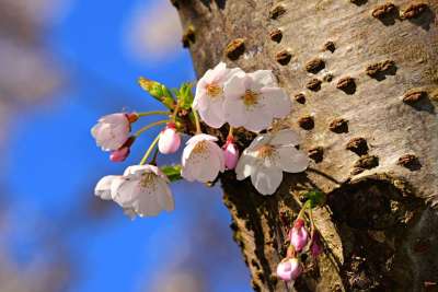 苹果花 花 树 树干 春天 果园 花园 棕色的花 棕树