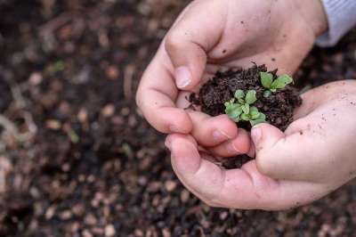 幼苗 种子 孩子的手 生长 在开始时 植物 胚芽 年轻 子叶