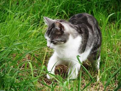 猫 草 小猫 大花猫 灰老虎 打猎