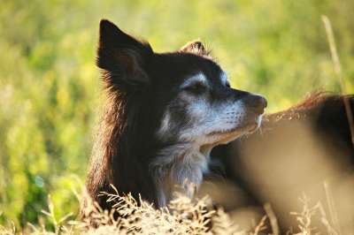 狗 牧羊犬 边境 晨光 早上心情 英国牧羊犬 边境牧羊犬 纯种狗
