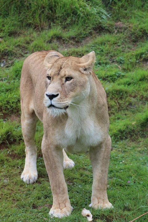 母狮 野生动物 猫科动物 狮子 动物 哺乳动物 野蛮的 捕食者