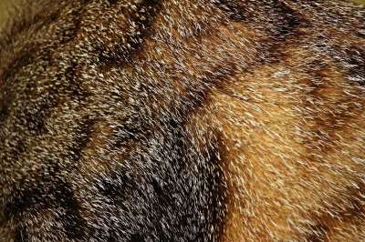 毛皮 鲭鱼 猫 虎猫 蓬松的 老虎画