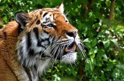 老虎 大猫 捕食者 野猫 危险的 动物园 动物 猫 自然