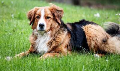 狗 宠物 犬类 动物 说谎 毛皮 鼻子 哺乳动物 狗肖像