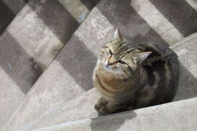 猫 老虎 条纹猫 猫科动物 动物 外面 有条纹的 看 坐在