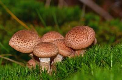 蘑菇 苔藓 森林 蜂蜜真菌 蜜环菌 毒菌 菌类 子实体 森林地面