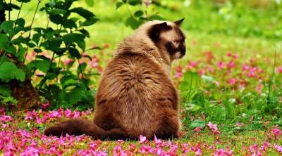 英国短毛猫 猫 野生动物 家猫 毛皮 动物 家畜 纯种 毛茸茸的