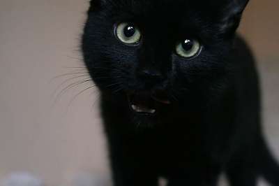 猫 黑色的 小猫 眼睛 头 猫科动物 毛皮 首页 豹 小的