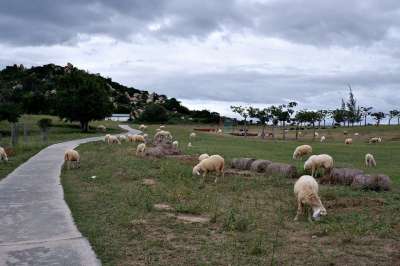农场 囚禁 动物 景点 草食动物 羊 羊群 天空 草地上