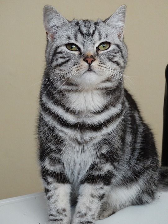 猫 宠物 英国短毛猫