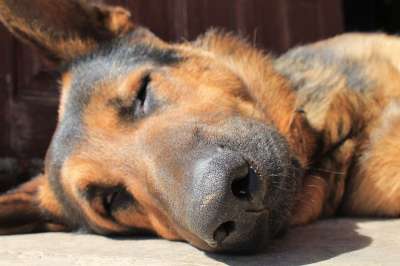 牧羊犬 狗 德国牧羊犬 阿尔萨斯语 朋友 撒谎 团长 休息