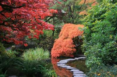 日本花园 小路 树木 自然 绿色的大自然 绿树 绿色花园 绿色园艺