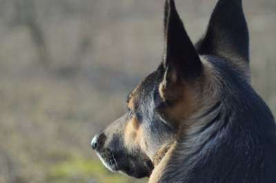 狗 德国牧羊犬 宠物 特写 视图 人类的朋友