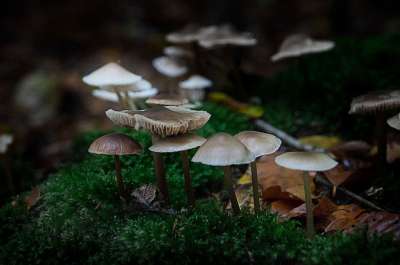 蘑菇 森林 黑暗的 背景 蘑菇采摘 有毒 落下 森林蘑菇 生活