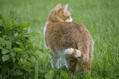 猫 猫从后面 花园里的猫 草丛中的猫