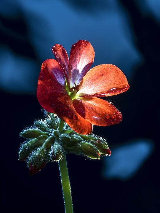 大自然 春天 花 植物 花园 宏 观点 花瓣 靠近 户外的