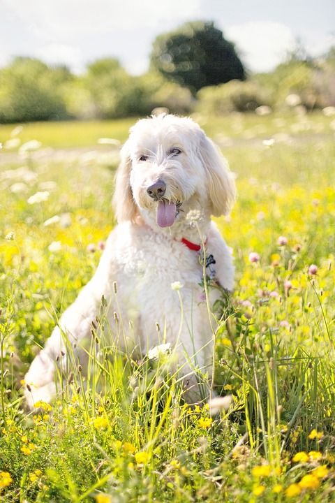 狗 贵宾犬 宠物 白色的 户外的 野花 黄色 花场 花朵 夏天