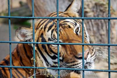 老虎 捕食者 大猫 动物园