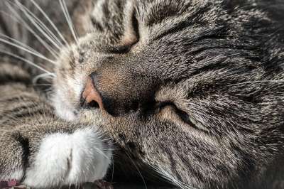猫 灰色的 满意 动物肖像 家猫 家畜 动物 松弛 自在