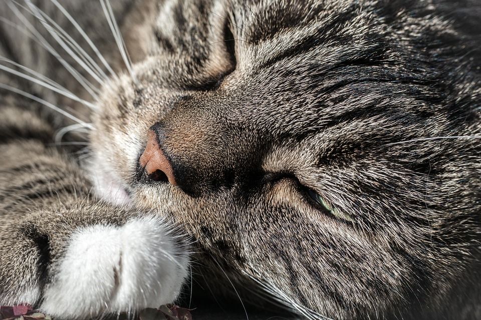 猫, 灰色的, 满意, 动物肖像, 家猫, 家畜, 动物, 松弛, 自在