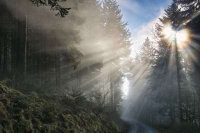 森林 神秘 太阳 多雾路段 闪耀