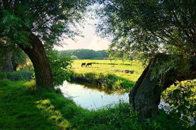荷兰 荷兰风景 景观 圩田 草地 乡村的 农田 绿色 水 全景