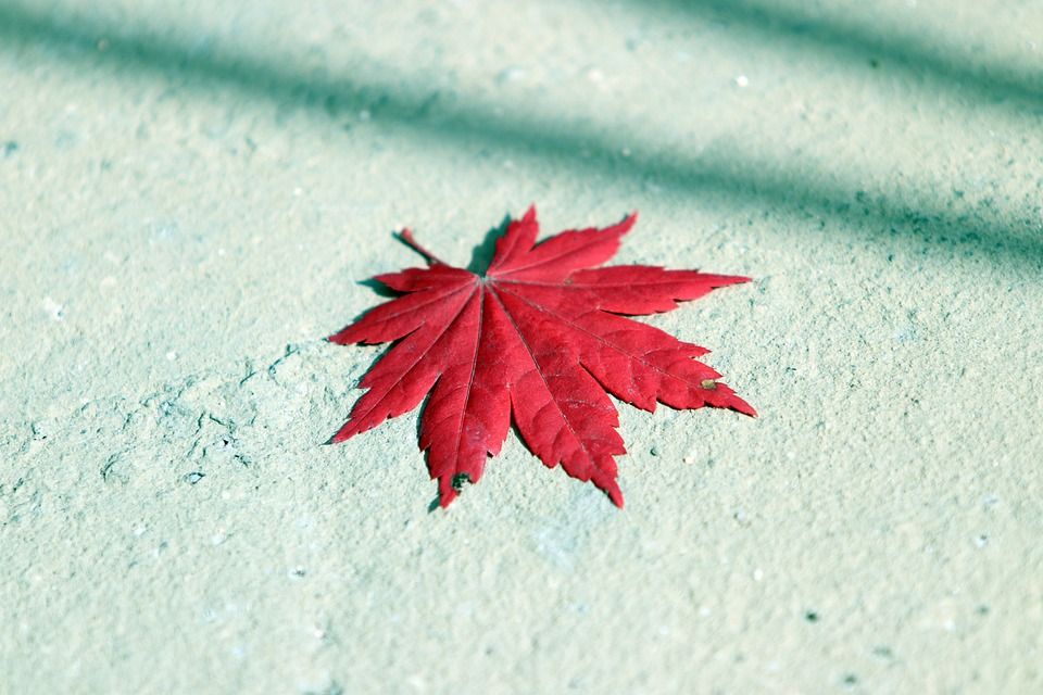 秋天的树叶, 枫树, 叶子, 大自然, 秋季, 枫, 七彩, 季节, 本赛季