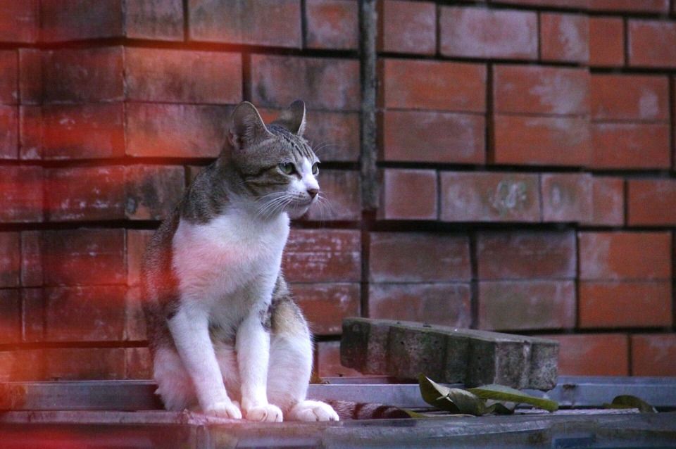 猫, 动物, 狗, 舔, 毛茸茸的, 老虎, 狮子, 狐狸, 眼睛, 狗狗