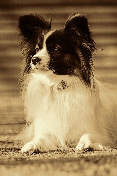 狗 家畜 动物肖像 小狗 Papillion 复古外观 复古的