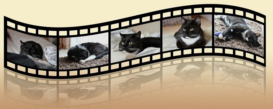 大学, 宿醉, 黑和白, 动物收容所, 动物福利, 猫, 可爱的, 肖像, 家猫