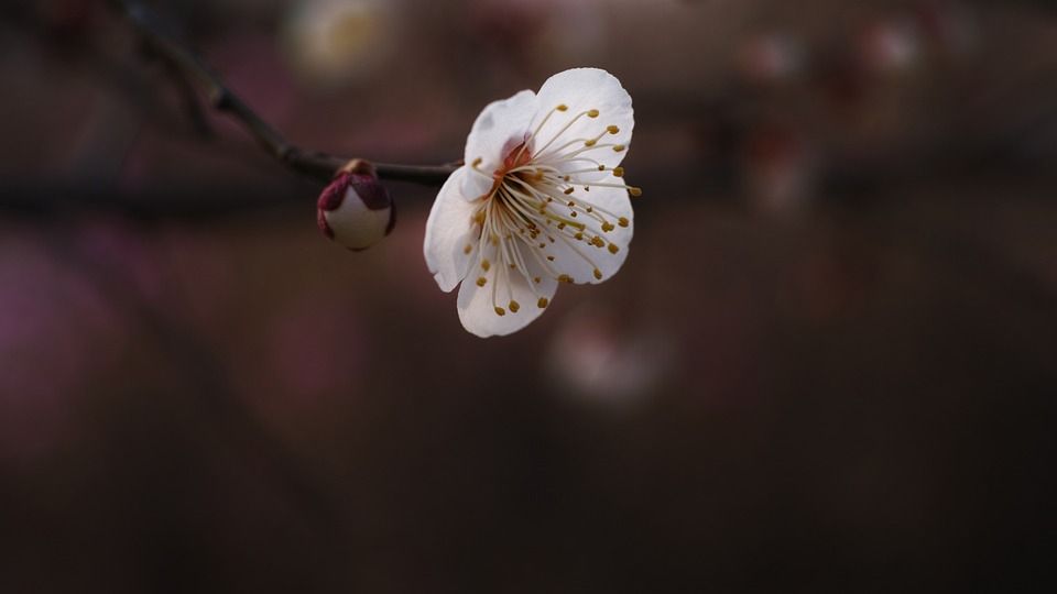 梅花, 红梅, 春天的花朵, 尊严