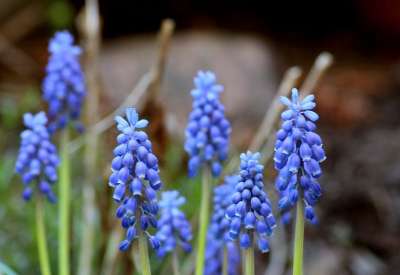 蓝宝石 春暖花开 Muscari 花 春天 图 蓝色 植物 性质