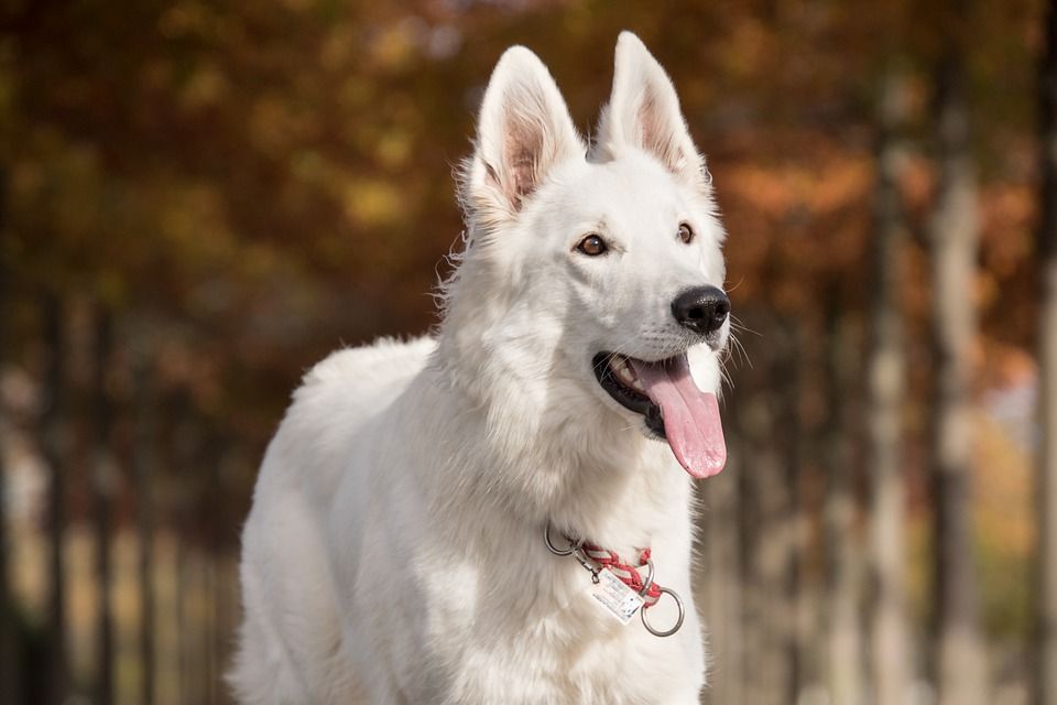 狗, 宠物, 德国牧羊犬, 动物, 家犬, 犬类, 哺乳动物, 可爱的, 肖像