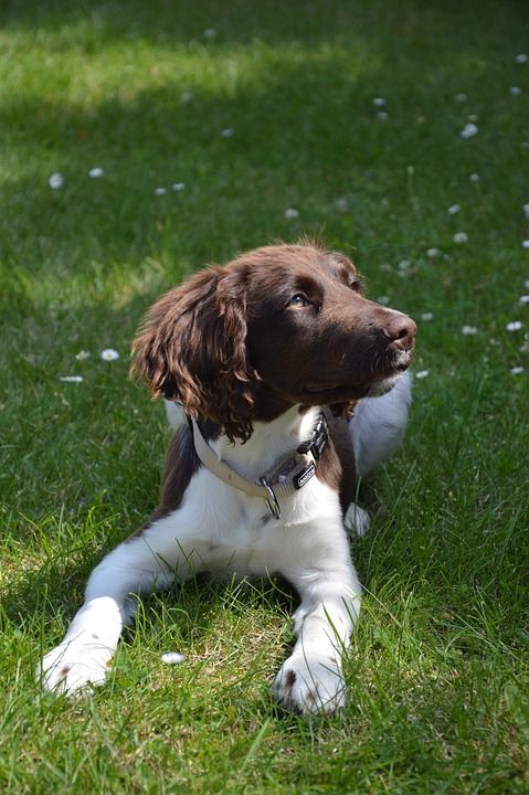 狗 小狗 动物 Münsterländer