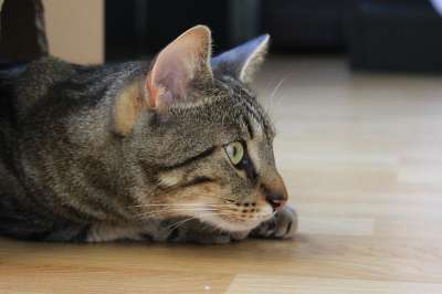 猫 宠物 老虎 猫科动物 可爱的小猫 猫头