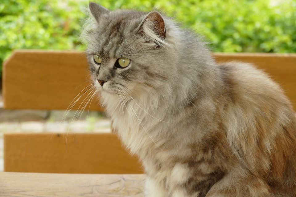 猫咪, 宠物, 哺乳动物, 动物区系, 长头发, 性质