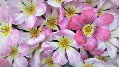 郁金香 春天 荷兰 灯泡 粉红色的花朵 库肯霍夫 浪漫