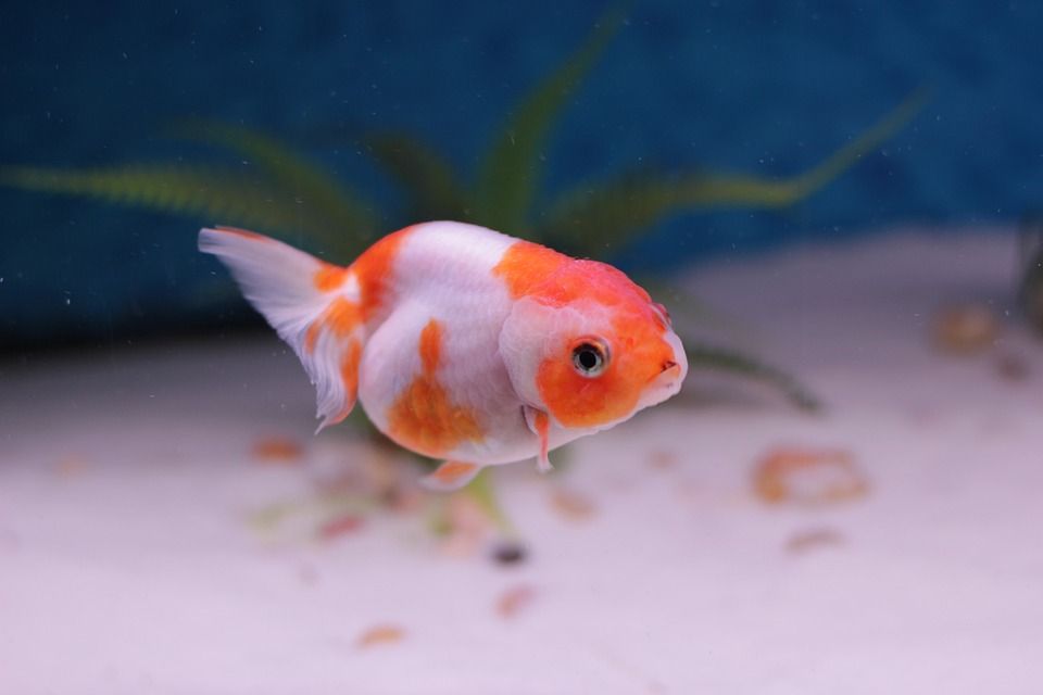 金鱼, 狮子的头, 水族馆, 淡水, 国内的, 可爱的, 鱼, 宠物
