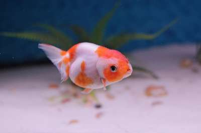 金鱼 狮子的头 水族馆 淡水 国内的 可爱的 鱼 宠物